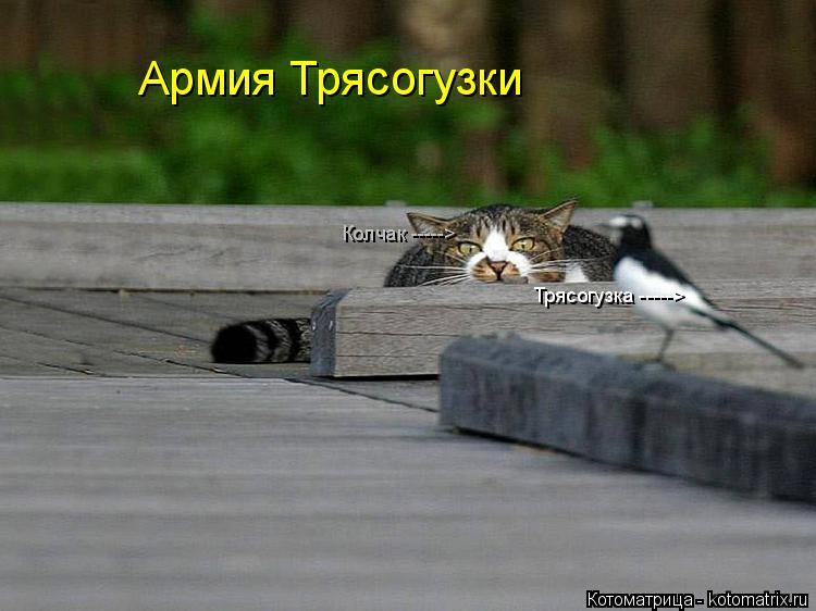 Котоматрица: Армия Трясогузки Колчак -----> Трясогузка ----->