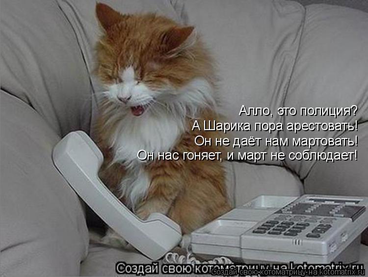 Котоматрица: Алло, это полиция? А Шарика пора арестовать! Он не даёт нам мартовать! Он нас гоняет, и март не соблюдает!