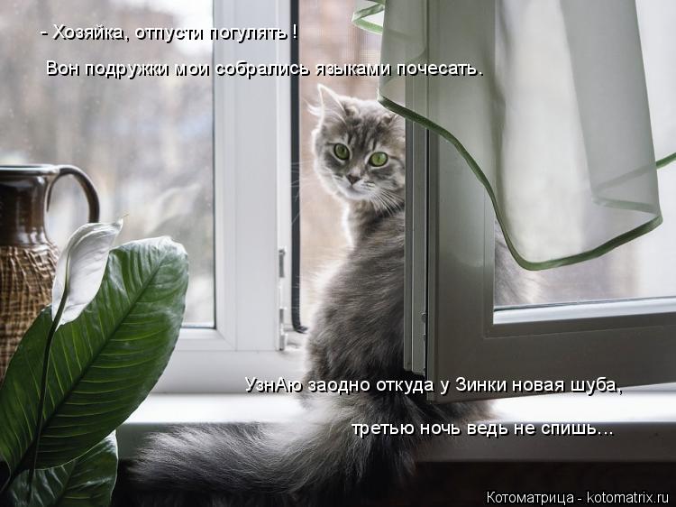 Котоматрица: - Хозяйка, отпусти погулять ! Вон подружки мои собрались языками почесать. УзнАю заодно откуда у Зинки новая шуба, третью ночь ведь не спишь..