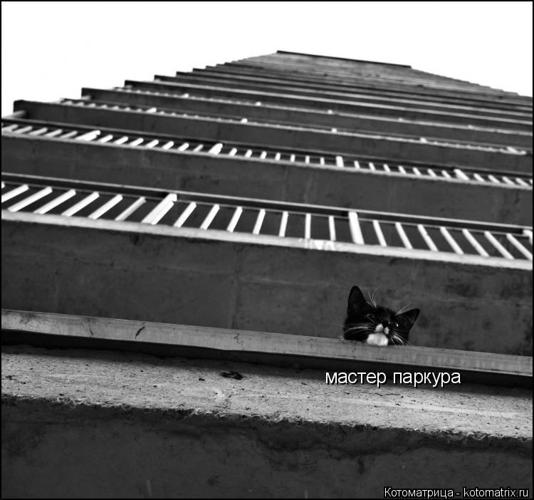 Котоматрица: мастер паркура