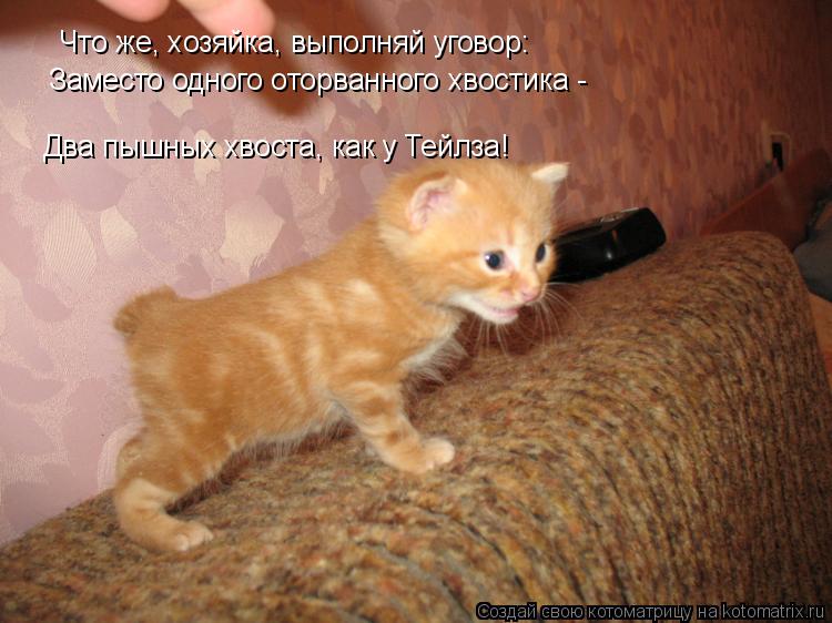 Котоматрица: Что же, хозяйка, выполняй уговор: Два пышных хвоста, как у Тейлза! Заместо одного оторванного хвостика -