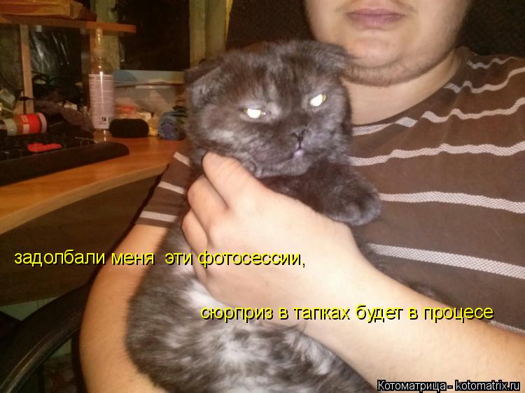 Котоматрица: задолбали меня  эти фотосессии,  сюрприз в тапках будет в процесе