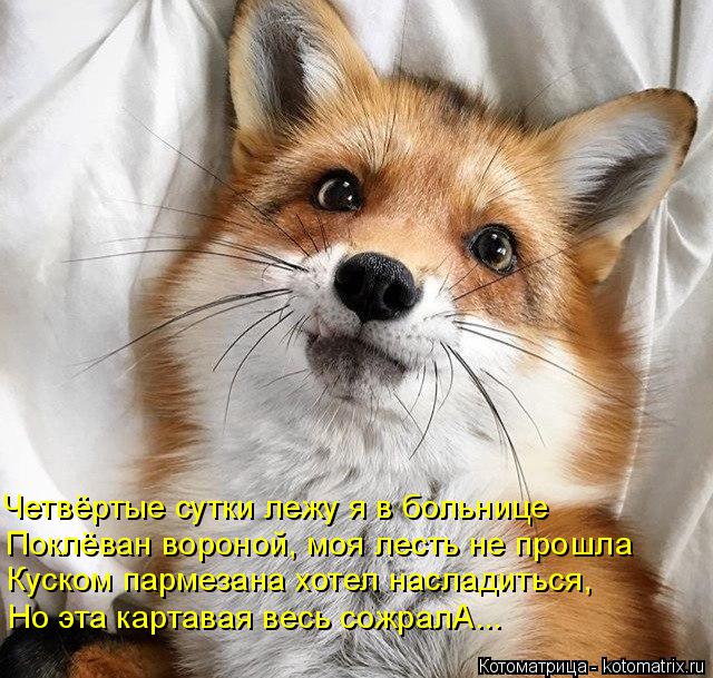 Котоматрица: Четвёртые сутки лежу я в больнице Поклёван вороной, моя лесть не прошла Куском пармезана хотел насладиться, Но эта картавая весь сожралА...