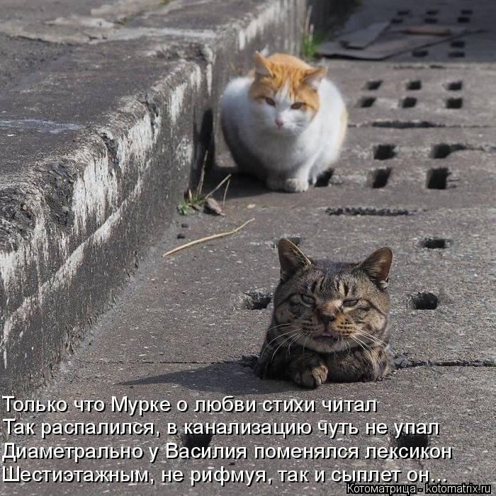 Котоматрица: Только что Мурке о любви стихи читал  Диаметрально у Василия поменялся лексикон Так распалился, в канализацию чуть не упал Шестиэтажным, не