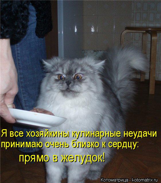 Котоматрица: Я все хозяйкины кулинарные неудачи  принимаю очень близко к сердцу: прямо в желудок!