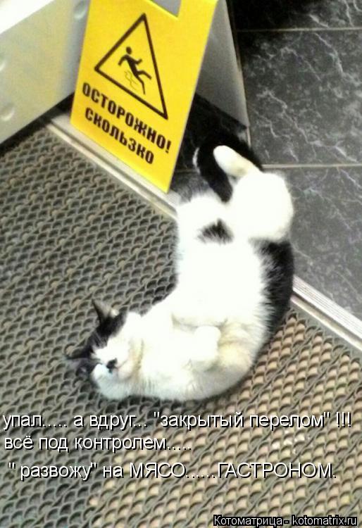 Котоматрица: упал..... а вдруг... "закрытый перелом" !!! всё под контролем..... " развожу" на МЯСО......ГАСТРОНОМ.