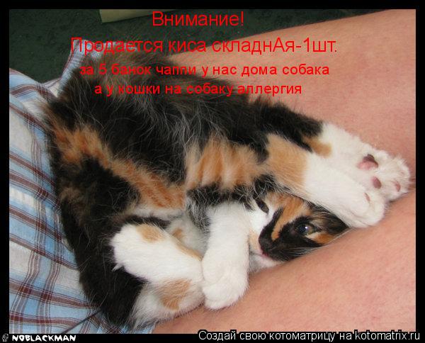 Котоматрица: Внимание! Продается киса складнАя-1шт. за 5 банок чаппи у нас дома собака а у кошки на собаку аллергия