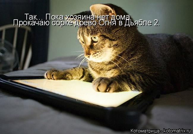 Котоматрица: Так... Пока хозяина нет дома, Прокачаю сорке древо Огня в Дьябле 2.