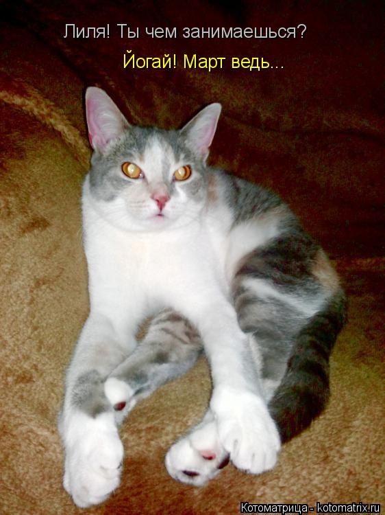 Котоматрица: Лиля! Ты чем занимаешься? Йогай! Март ведь...