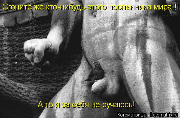 Котоматрица: Сгоните же кто-нибудь этого посланника мира!!! А то я за себя не ручаюсь!