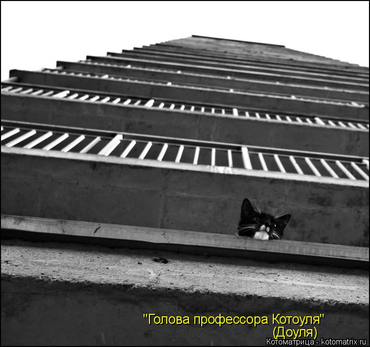 Котоматрица: "Голова профессора Котоуля" (Доуля)