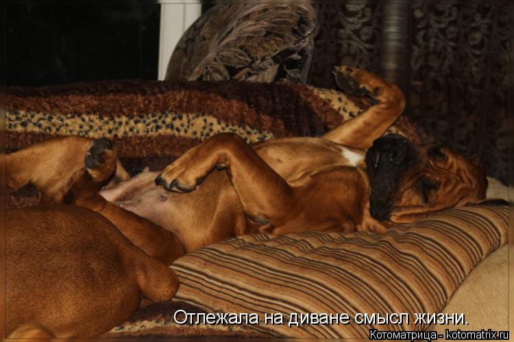 Котоматрица: Отлежала на диване смысл жизни.