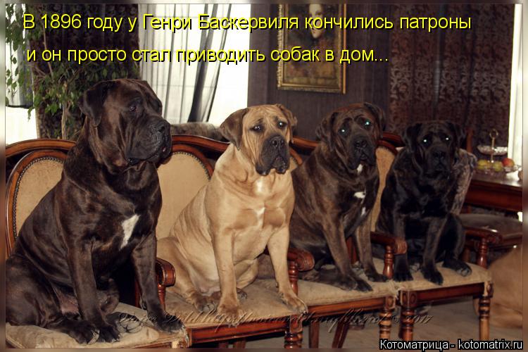 Котоматрица: В 1896 году у Генри Баскервиля кончились патроны и он просто стал приводить собак в дом...