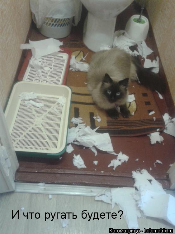 Котоматрица: И что ругать будете?