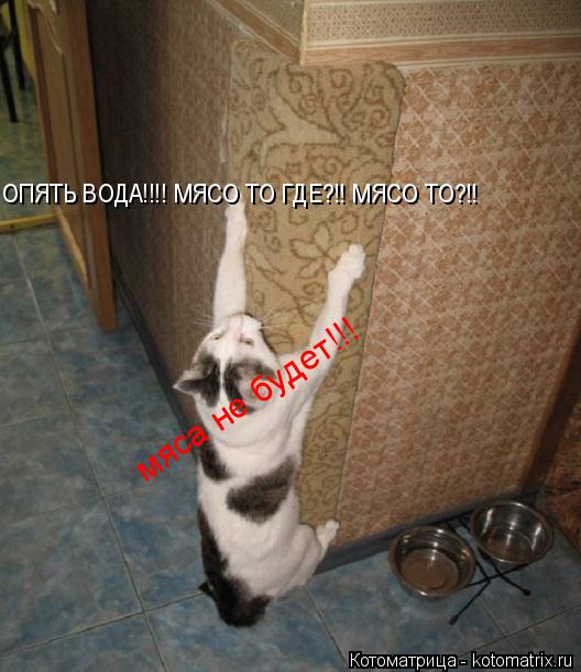 Котоматрица: ОПЯТЬ ВОДА!!!! МЯСО ТО ГДЕ?!! МЯСО ТО?!! мяса не будет!!!