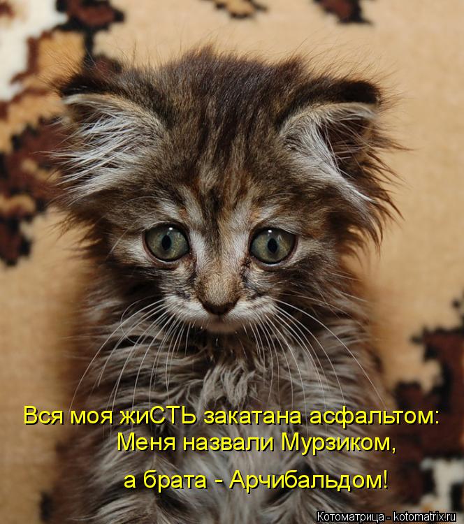Котоматрица: Вся моя жиСТЬ закатана асфальтом: Меня назвали Мурзиком,  а брата - Арчибальдом!