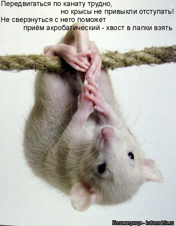 Котоматрица: Передвигаться по канату трудно, Не сверзнуться с него поможет но крысы не привыкли отступать! приём акробатический - хвост в лапки взять
