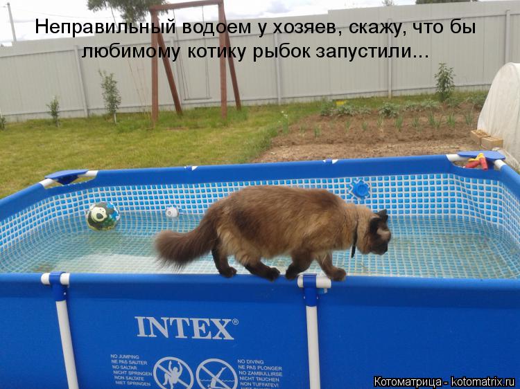 Котоматрица: Неправильный водоем у хозяев, скажу, что бы    любимому котику рыбок запустили...