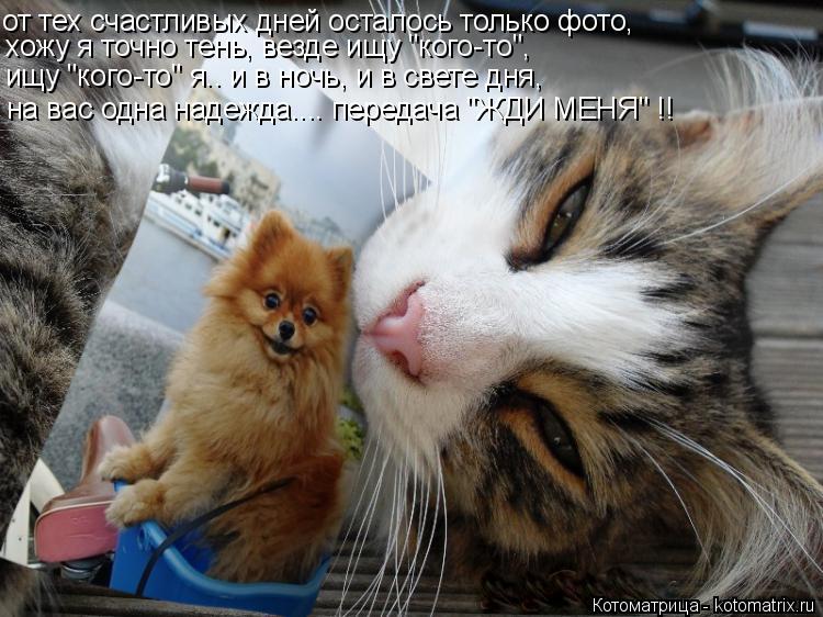 Котоматрица: от тех счастливых дней осталось только фото, хожу я точно тень, везде ищу "кого-то", ищу "кого-то" я.. и в ночь, и в свете дня, на вас одна надежда.