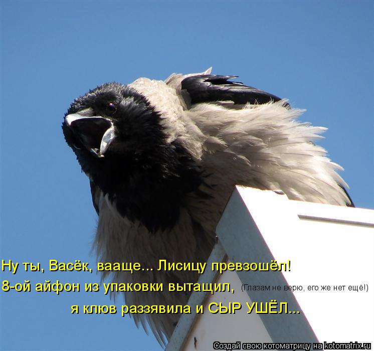 Котоматрица: Ну ты, Васёк, вааще... Лисицу превзошёл! 8-ой айфон из упаковки вытащил, (Глазам не верю, его же нет ещё!) я клюв раззявила и СЫР УШЁЛ...