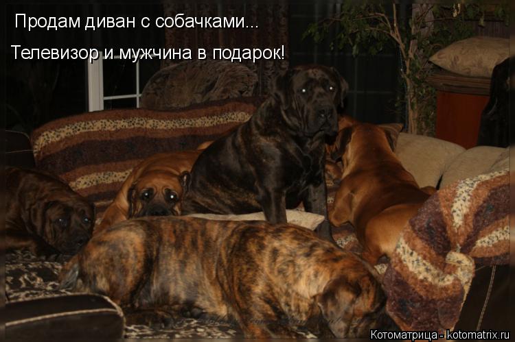 Котоматрица: Продам диван с собачками... Телевизор и мужчина в подарок!