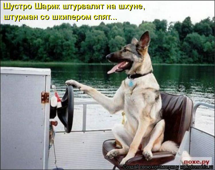 Котоматрица: Шустро Шарик штурвалит на шхуне, штурман со шкипером спят...