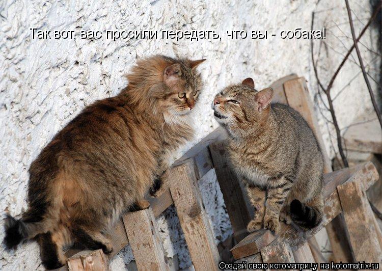 Котоматрица: Так вот, вас просили передать, что вы - собака!
