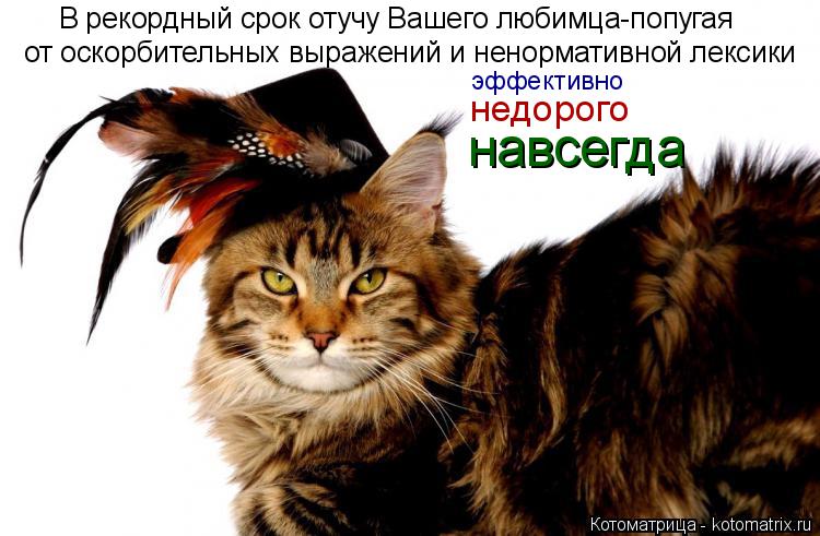 Котоматрица: от оскорбительных выражений и ненормативной лексики  В рекордный срок отучу Вашего любимца-попугая  эффективно   недорого навсегда