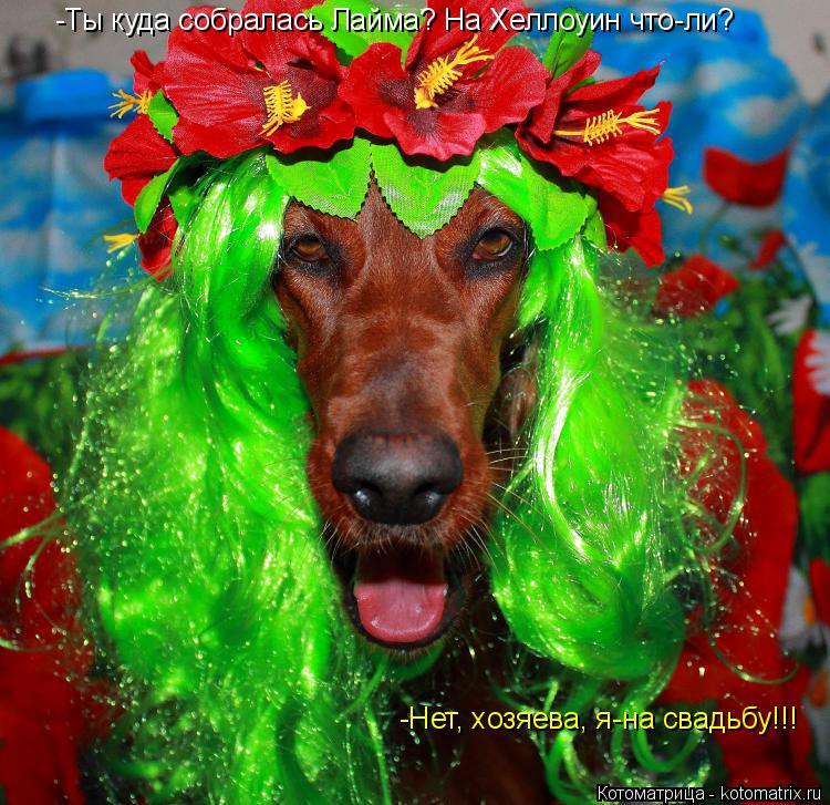 Котоматрица: -Ты куда собралась Лайма? На Хеллоуин что-ли? -Нет, хозяева, я-на свадьбу!!!