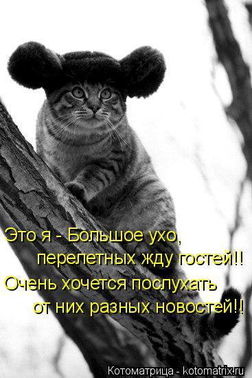 Котоматрица: Это я - Большое ухо,  перелетных жду гостей!! Очень хочется послухать от них разных новостей!!