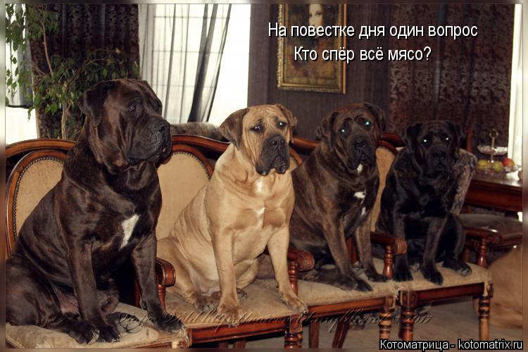 Котоматрица: На повестке дня один вопрос Кто спёр всё мясо?