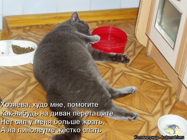 Котоматрица: Хозяева, худо мне, помогите Как-нибудь на диван перетащите  Нет сил у меня больше жрать, А на линолеуме жёстко спать