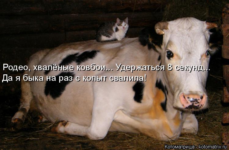Котоматрица: Родео, хвалёные ковбои... Удержаться 8 секунд... Да я быка на раз с копыт свалила!