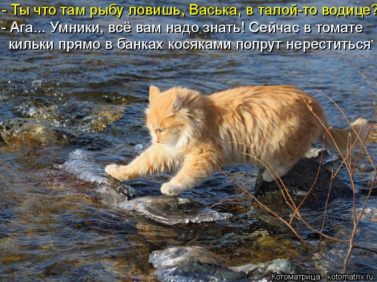 Котоматрица: - Ты что там рыбу ловишь, Васька, в талой-то водице? - Ага... Умники, всё вам надо знать! Сейчас в томате кильки прямо в банках косяками попрут не