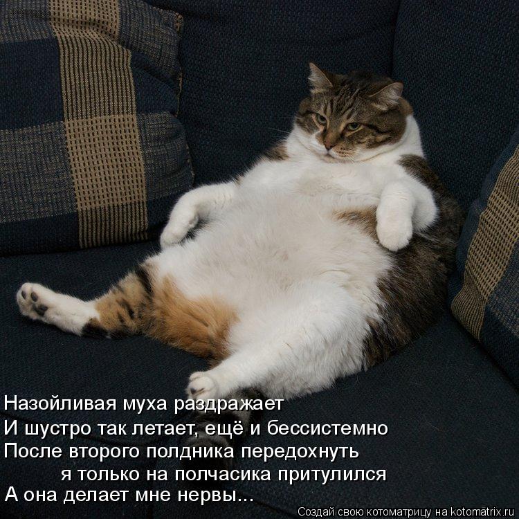 Котоматрица: Назойливая муха раздражает И шустро так летает, ещё и бессистемно   После второго полдника передохнуть  я только на полчасика притулился А 