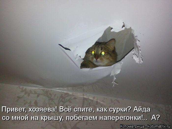 Котоматрица: Привет, хозяева! Всё спите, как сурки? Айда со мной на крышу, побегаем наперегонки!..  А?