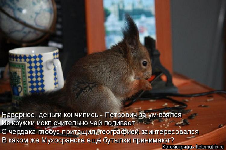 Котоматрица: В каком же Мухосранске ещё бутылки принимают? С чердака глобус притащил, географией заинтересовался Из кружки исключительно чай попивает 