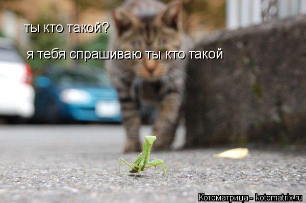 Котоматрица: ты кто такой? я тебя спрашиваю ты кто такой