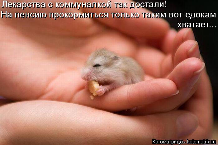 Котоматрица: Лекарства с коммуналкой так достали! На пенсию прокормиться только таким вот едокам хватает...