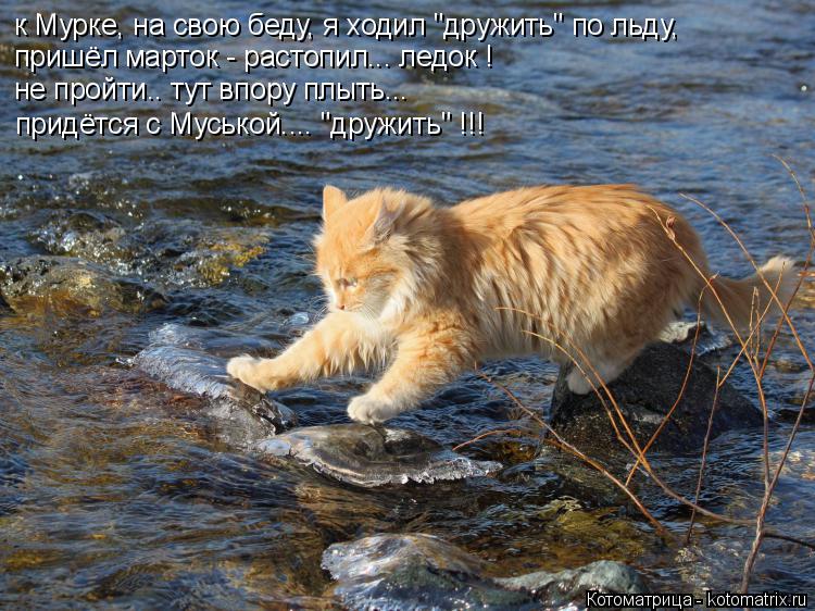 Котоматрица: к Мурке, на свою беду, я ходил "дружить" по льду, пришёл марток - растопил... ледок ! не пройти.. тут впору плыть... придётся с Муськой.... "дружить" !