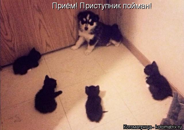 Котоматрица: Приём! Приступник пойман! Приём! Приступник пойман!