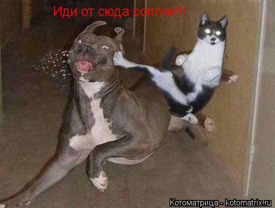 Котоматрица: Иди от сюда сопляк!!!
