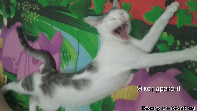 Котоматрица: Я кот дракон!