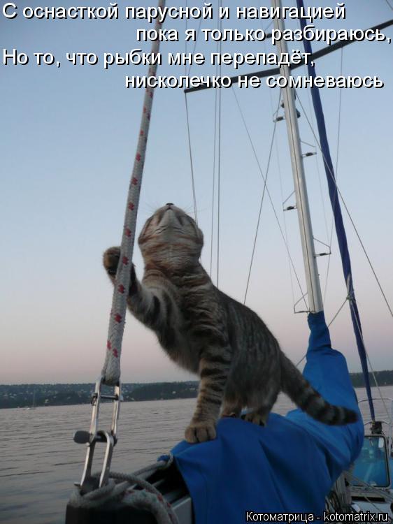 Котоматрица: С оснасткой парусной и навигацией пока я только разбираюсь, Но то, что рыбки мне перепадёт, нисколечко не сомневаюсь
