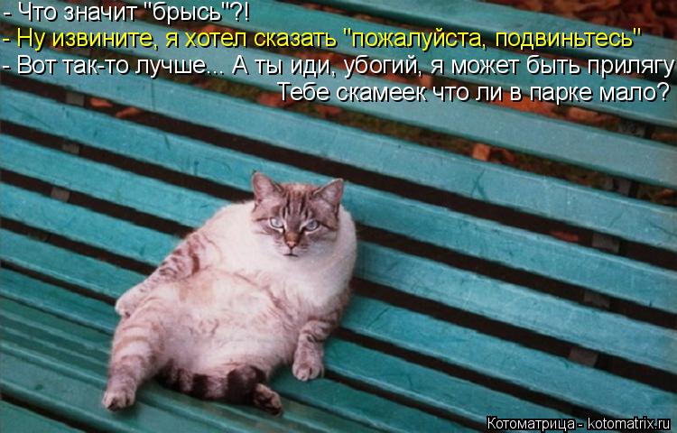 Котоматрица: - Что значит "брысь"?! - Ну извините, я хотел сказать "пожалуйста, подвиньтесь"  - Вот так-то лучше... А ты иди, убогий, я может быть прилягу Тебе ск