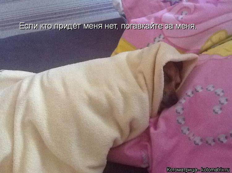 Котоматрица: Если кто придёт меня нет, погавкайте за меня.