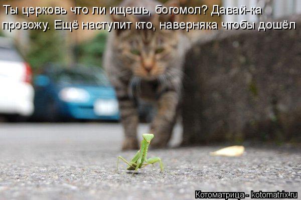 Котоматрица: провожу. Ещё наступит кто, наверняка чтобы дошёл Ты церковь что ли ищешь, богомол? Давай-ка