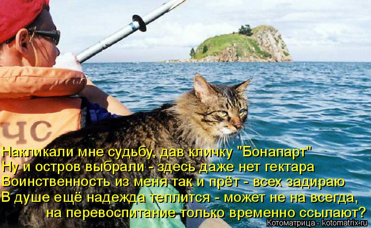 Котоматрица: на перевоспитание только временно ссылают?  В душе ещё надежда теплится - может не на всегда, Воинственность из меня так и прёт - всех задира