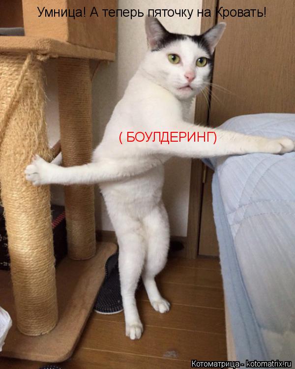 Котоматрица: Умница! А теперь пяточку на Кровать! ( БОУЛДЕРИНГ)