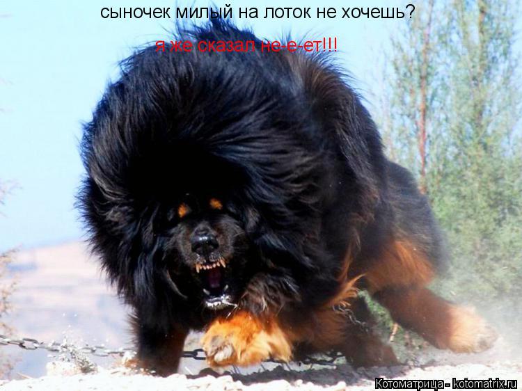 Котоматрица: сыночек милый на лоток не хочешь? я же сказал не-е-ет!!!